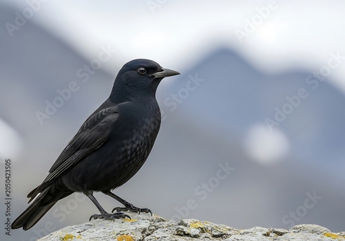 Alpine Chough Perched on Rock in Mountain Landscape.