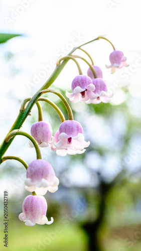 スズランの花