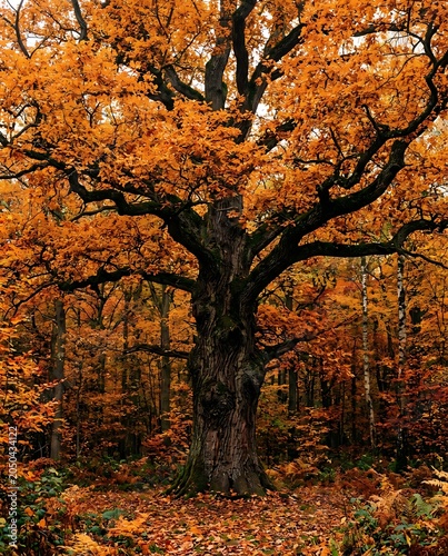 Majestic Ancient Oak Tree with Vibrant Orange Leaves in Autumn Forest