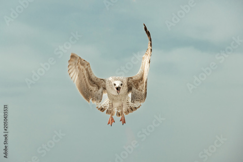 Seagull flying in the sky with wings spread open and beak shouting forward