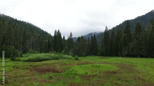 Low aerial over grassy meadow reveal through pine trees in Taft Montana in Lolo national forest in spring time