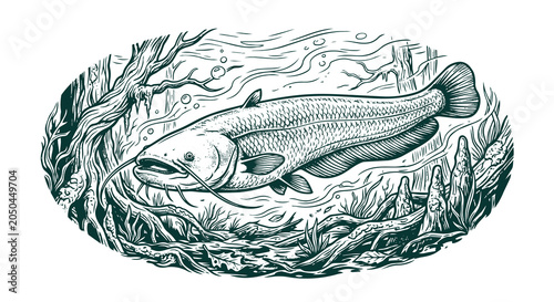 Vintage engraving style underwater Wels catfish vector illustration