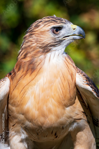 profile of red-tailed hawk or buteo jamaicensis bird