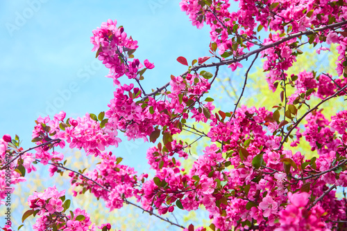 A vibrant magenta-pink crabapple blossoms blooming abundantly on branches against a blue sky in spring