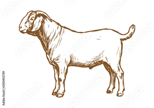 Bild auf Leinwand Lively Farm Life: Hand-Drawn Boer Goat Sketch Collection from Portraits to Herdi