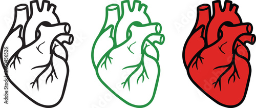 Human anatomical heart vector icon set isolated on white background. Linear, green, and flat red variations of real heart organ symbol for medical and health design.