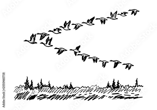 Fotografie Farmyard Fables: A Lively Hand Drawn Sketch Collection of Geese, Goslings, and R