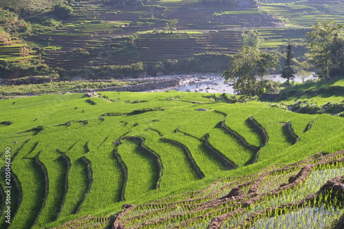 Obraz na plátně teracced rice field in Laocai, Vietnam
