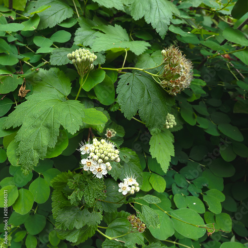 American Highbush Cranberry blooming in square composition
