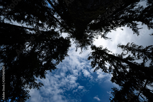 Ultrawide shot upward of converging trees against cloudy blue sky