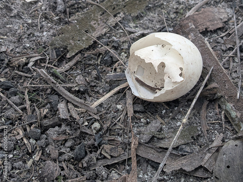 An empty broken bird eggshell on the dark ground after hatching in the wild.