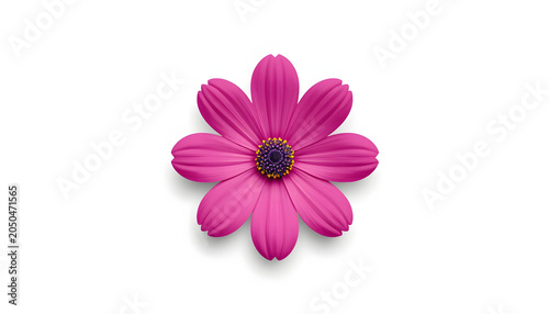Realistic soft shadow 3D render of an isolated decorative purple cosmos flower head