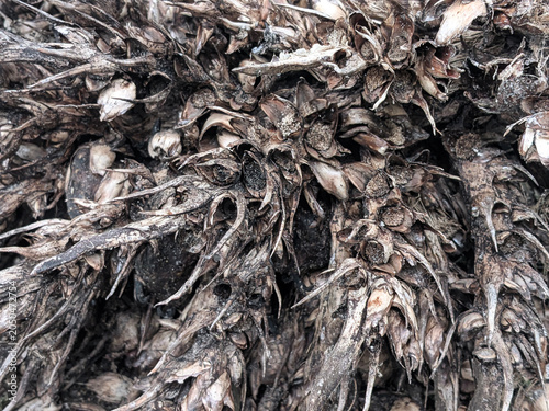 Close up texture of an empty oil palm fruit bunch or biomass waste background.