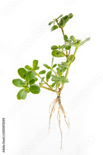 Tableau sur toile Wild Purslane Tender Leaves Growing in Shanghai Fields