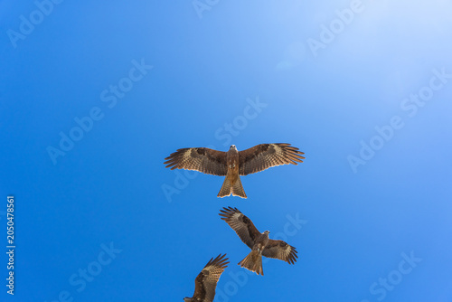 Three Black Kites Soaring Against Deep Blue Sky, Worm's Eye View of Raptors in Flight, Mongolian Altai