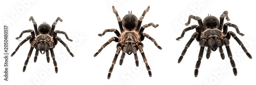 Tableau sur toile Set of Three Realistic Mexican Red Knee Tarantulas Isolated on White Background,