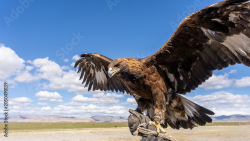 Golden Eagle with Spread Wings Close-Up Against Blue Sky, Mongolian Altai, Bayan-Ulgii, Mongolia