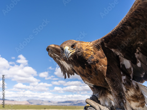 Golden Eagle Portrait Close-Up with Amber Eye Looking at Camera Against Blue Sky, Mongolian Altai
