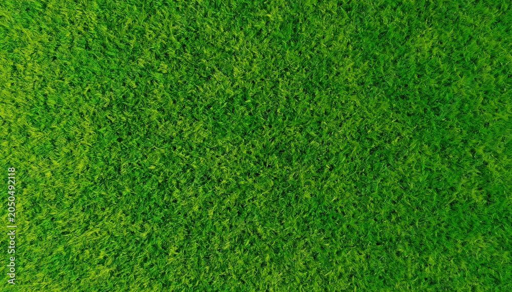 Obraz premium Fresh Green Grass Texture Background – Natural Lawn Surface Close Up