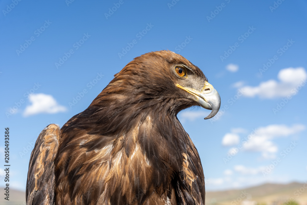 Naklejka premium Golden Eagle Side Profile Portrait with Amber Eye and Hooked Beak Against Blue Sky, Mongolia