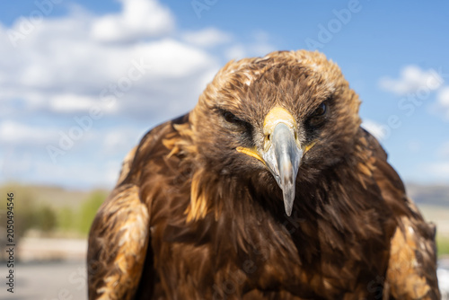 Golden Eagle Intense Frontal Portrait Looking Down at Camera with Fierce Expression, Mongolia