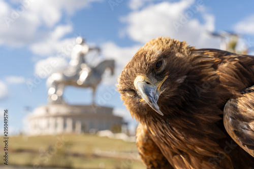 Golden Eagle Close-Up Portrait with Genghis Khan Equestrian Statue Blurred in Background, Tsonjin Boldog, Mongolia