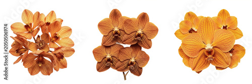 Foto Orange orchid flower heads bloom set 3D illustration isolated on white background