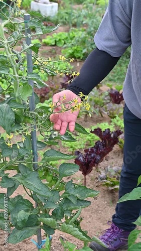 Close-up of farmer hands gently checking the growth status of yellow tomato flowers in organic garden.