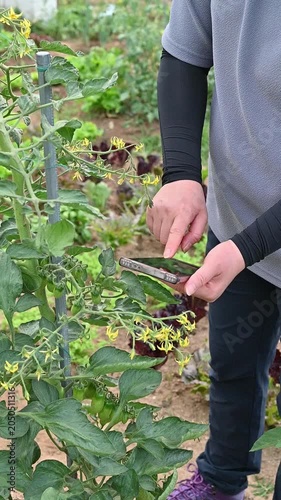Smart agriculture concept with a person holding phone to check crop growth in organic vegetable garden.