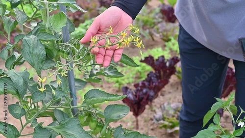 Close-up of farmer hands gently checking the growth status of yellow tomato flowers in organic garden.