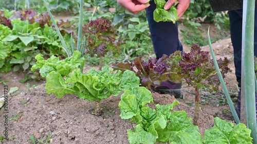 An urban farmer harvesting fresh green lettuce at a weekend farm garden for a healthy lifestyle.