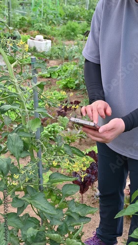 Smart agriculture concept with a person holding phone to check crop growth in organic vegetable garden.