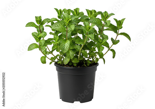 Fresh green basil plant in black pot isolated on transparent background