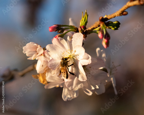 Bee pollinating cherry blossoms