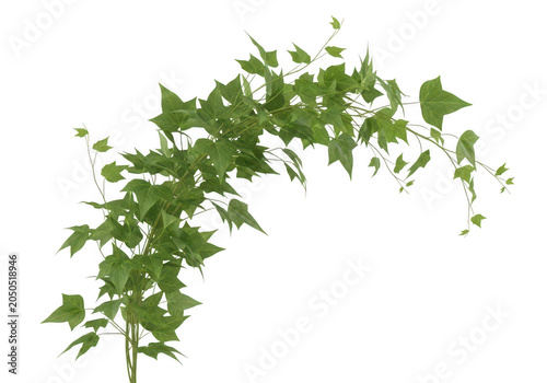 Green ivy plant arch shape on plain background isolated on transparent background