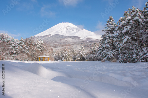 snow covered trees
