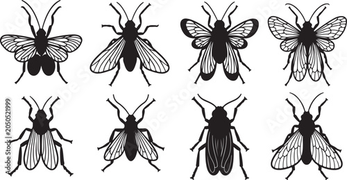Foto set of Black and white illustration of various fly and beetle insects
