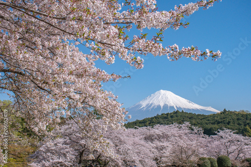cherry blossom in japan