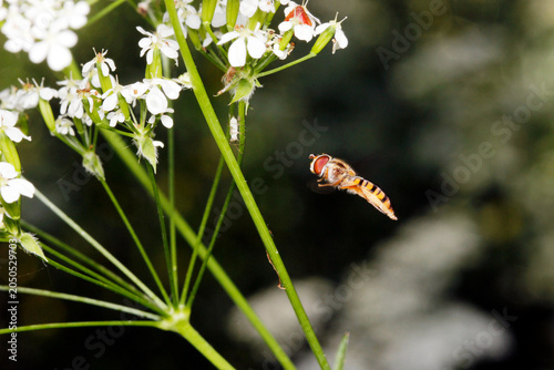 Bild auf Leinwand Hoverfly in flight near white wildflowers