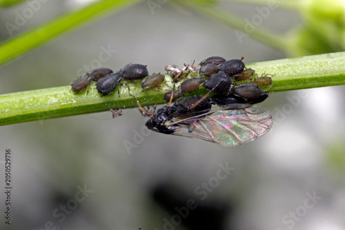 Tableau sur toile Close-up macro of a black bean aphid (Aphis fabae) colony on plant stem