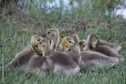 Fotografie family of canada geese