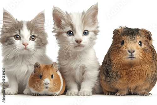 Adorable Baby Animals Collection Featuring Two Cats Hamsters and a Guinea Pig with Soft Fur and Curious Expression