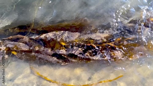 Slow motion of an alga, washed by a flowing stream of water