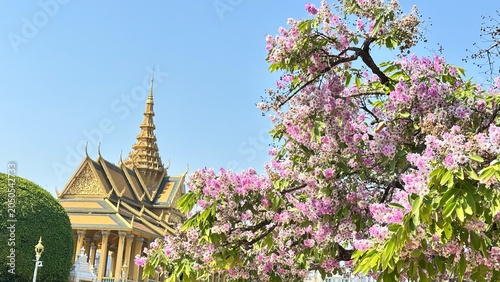 Fotografie Vibrant purple flowers bloom before the golden architecture of the Royal Palace in Phnom Penh