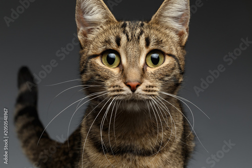 Vászonkép Brown tabby cat close-up portrait looking straight at camera with green eyes and