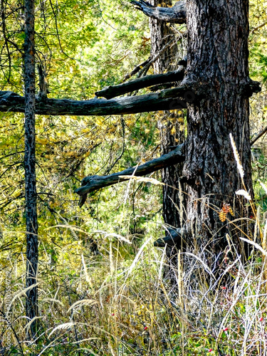 the trunk of an old larch tree in autumn in the forest
