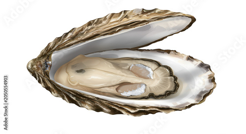 Open oyster shell with pearl, nobody, close-up, still life, food
