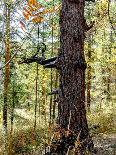 the trunk of an old larch tree in autumn in the forest