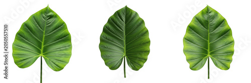 Photos Tropical Elephant Ear Leaf Set PNG, Large Green Taro Caladium Leaves Transparent