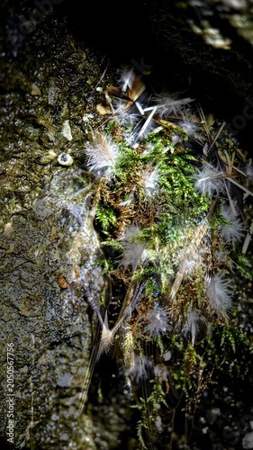 Dandelion seeds dispersing in the wind.